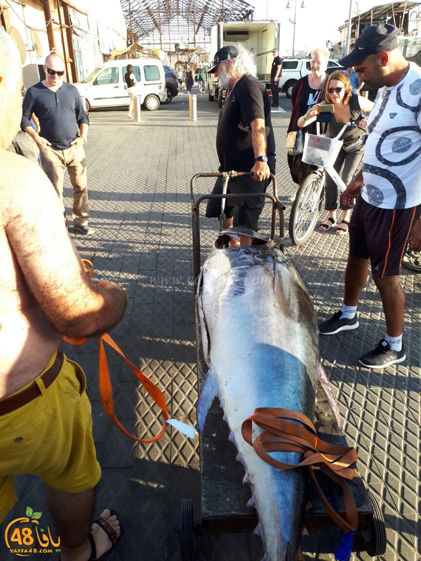 tuna fish yaffa (9).jpg